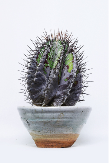 叢 – くさむら – Qusamura