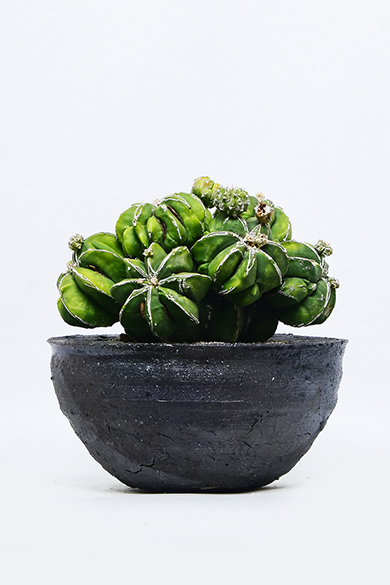 新着 | 叢 – くさむら – Qusamura