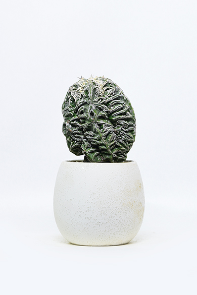 新着 | 叢 – くさむら – Qusamura