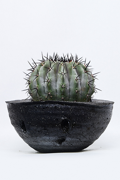 叢 – くさむら – Qusamura