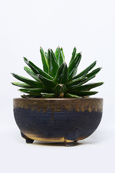 叢 – くさむら – Qusamura