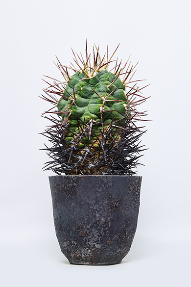 新着 | 叢 – くさむら – Qusamura