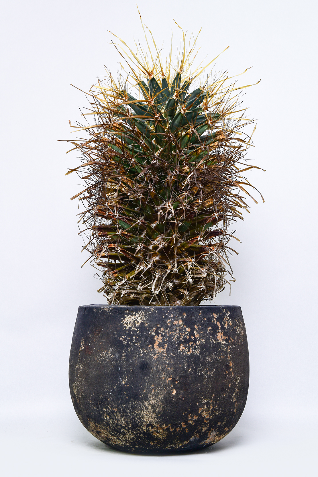 レウクテンベルギア 晃山 | 叢 – くさむら – Qusamura