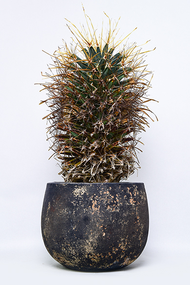 新着 | 叢 – くさむら – Qusamura