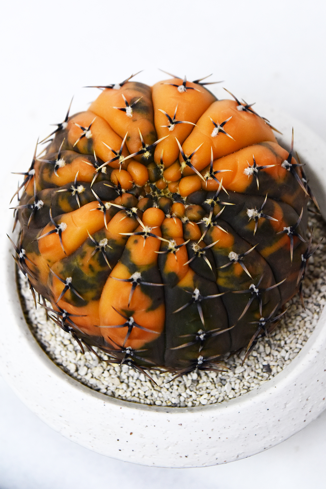 ギムノカリキウム 守殿玉錦 | 叢 – くさむら – Qusamura