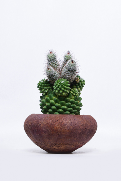 草冠 玉座 ×2 Amazon | Kenko 双眼鏡 8×25 MC SG Twist-Up ポロプリズム式 8倍 25