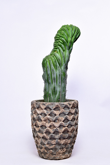 仙人閣 綴化 サボテン ✾ Myrtillocactus