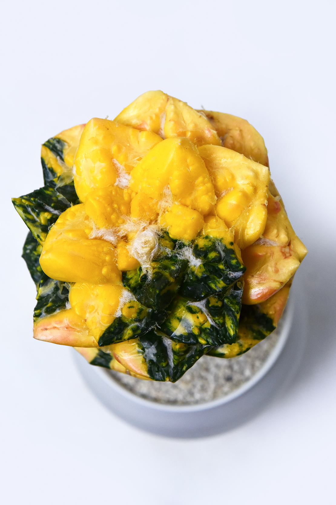 アリオカルプス 亀甲牡丹錦 | 叢 – くさむら – Qusamura