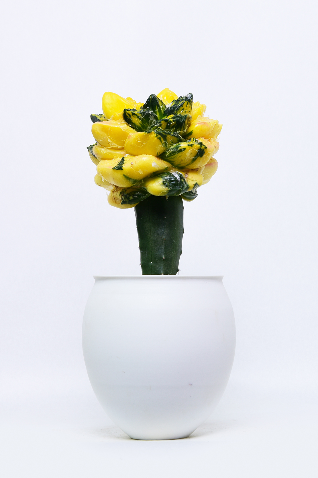 アリオカルプス 亀甲牡丹錦 | 叢 – くさむら – Qusamura