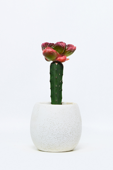 叢 – くさむら – Qusamura