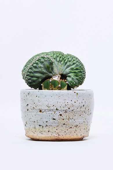 新着 | 叢 – くさむら – Qusamura