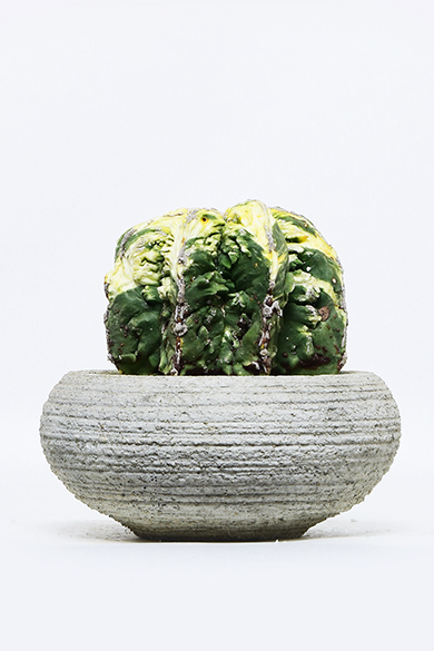 新着 | 叢 – くさむら – Qusamura