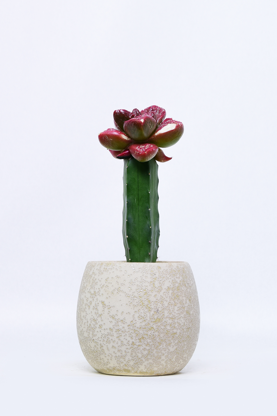 アリオカルプス 亀甲牡丹錦 | 叢 – くさむら – Qusamura