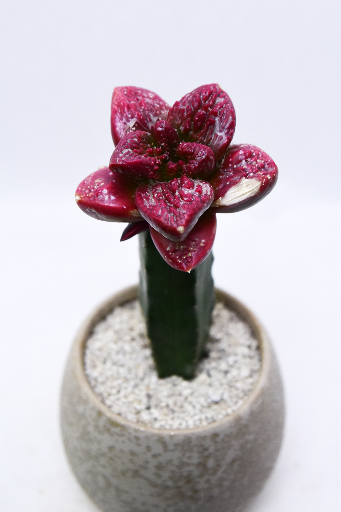 亀甲牡丹錦 アリオカルプス 亀甲牡丹錦 | 叢 – くさむら – Qusamura