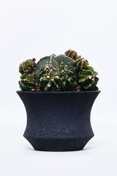 新着 | 叢 – くさむら – Qusamura