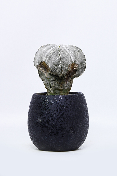 新着 | 叢 – くさむら – Qusamura