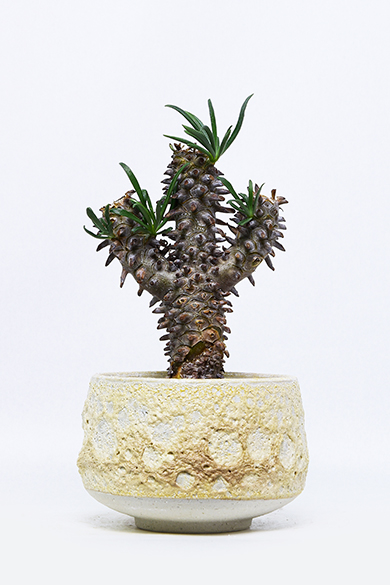 新着 | 叢 – くさむら – Qusamura