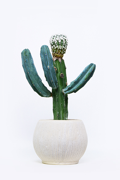 叢 – くさむら – Qusamura