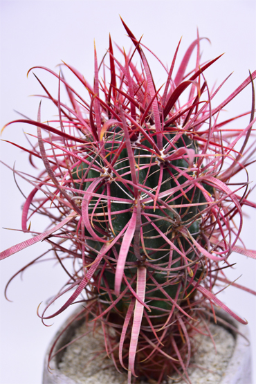刈穂玉 地植え フェロカクタス ferocactus サボテン cactus