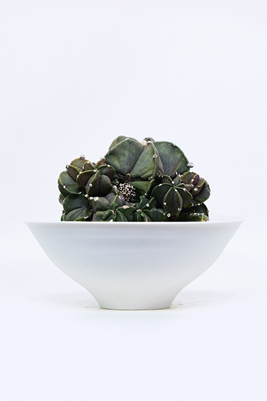 新着 | 叢 – くさむら – Qusamura