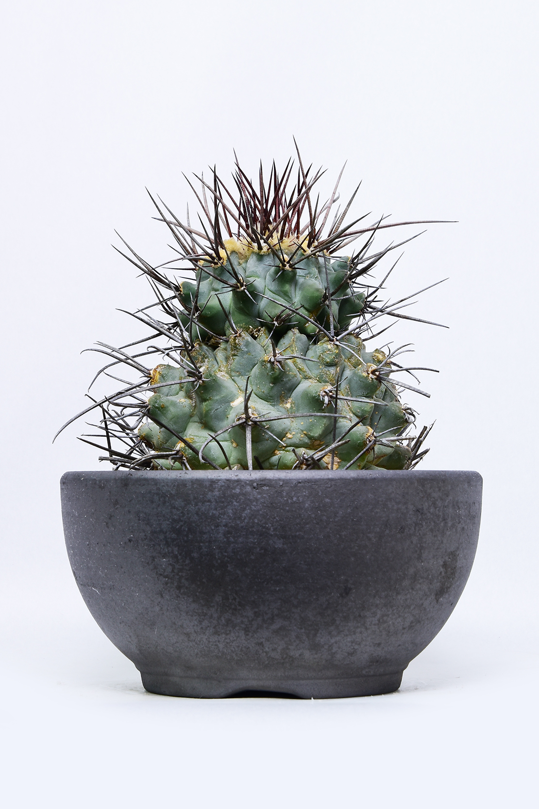 テロカクタス 鶴巣丸 | 叢 – くさむら – Qusamura