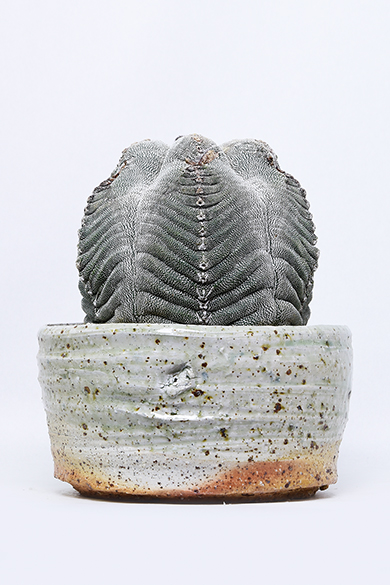 新着 | 叢 – くさむら – Qusamura