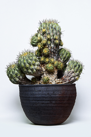 叢 – くさむら – Qusamura