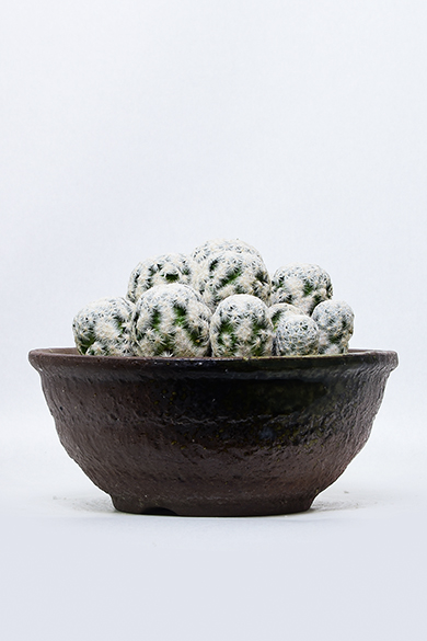 叢 – くさむら – Qusamura