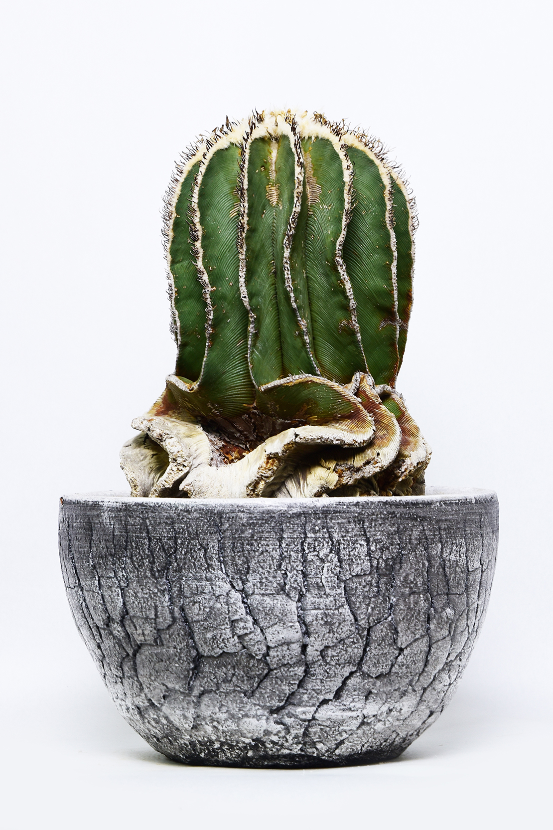 アズテキウム ヒントニー | 叢 – くさむら – Qusamura