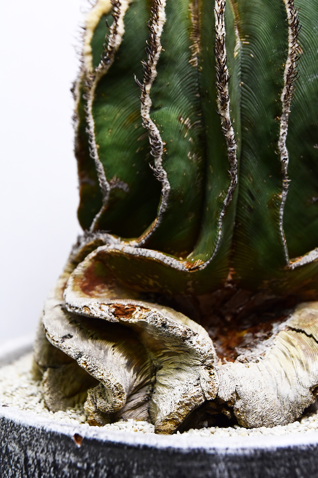 アズテキウム　ヒントニー　現地球 アズテキウムヒントニー現地球