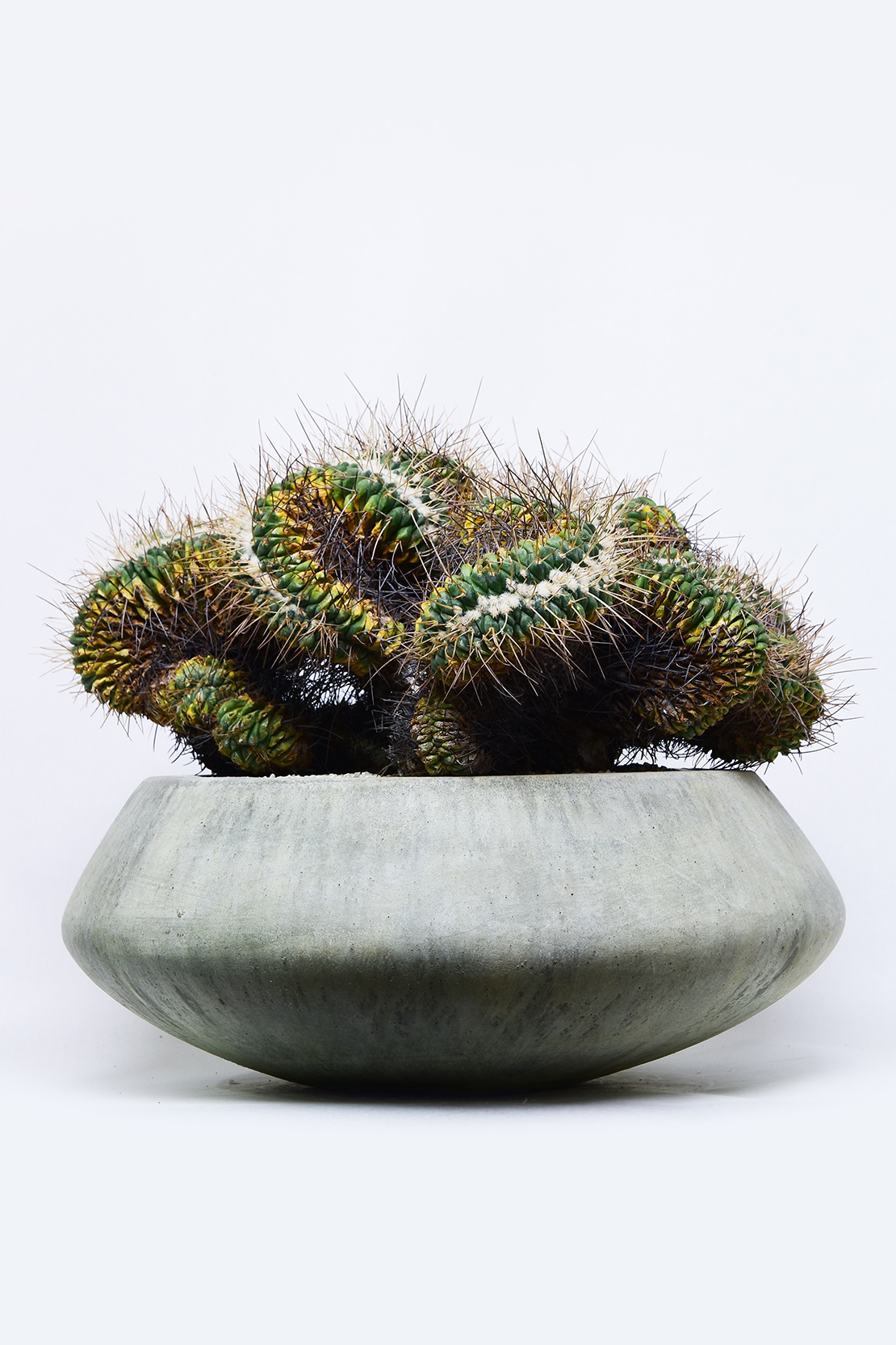 マミラリア　コンプレッサ　白竜丸綴化 マミラリア 白竜丸綴化 | 叢 – くさむら – Qusamura