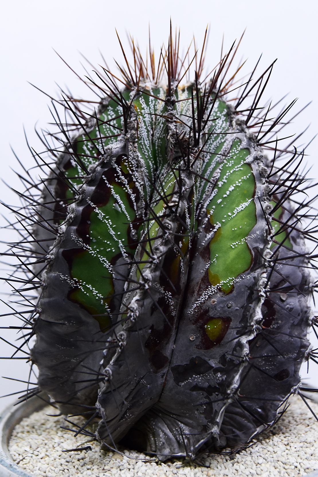 アストロフィツム 螺旋般若 | 叢 – くさむら – Qusamura