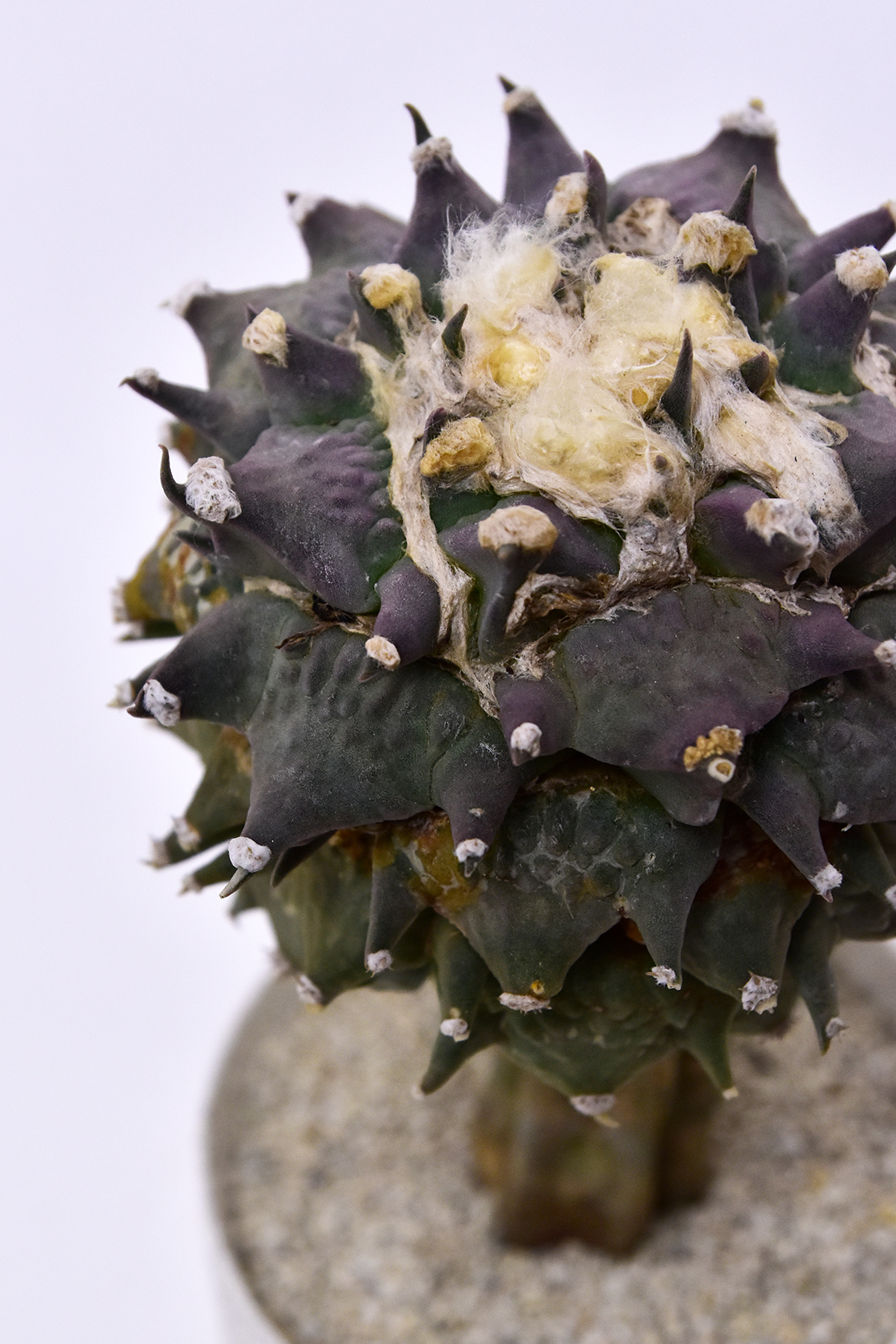アリオカルプス 三つ疣花牡丹 | 叢 – くさむら – Qusamura