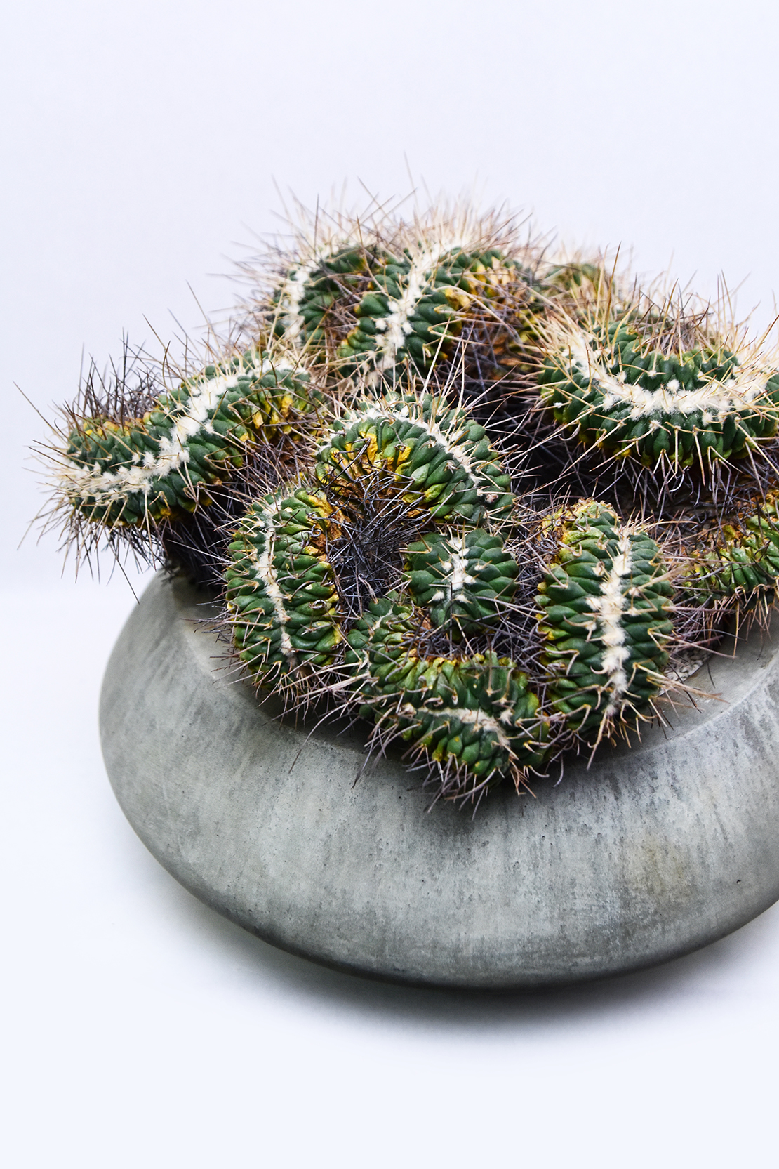 マミラリア 白竜丸綴化 | 叢 – くさむら – Qusamura